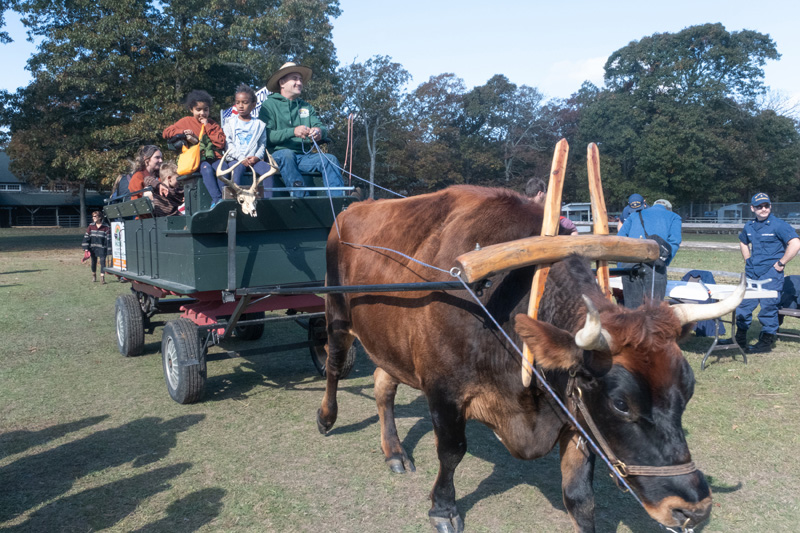 Rosa Neto and his ox, Chilmark gave rides around the Ag Hall.