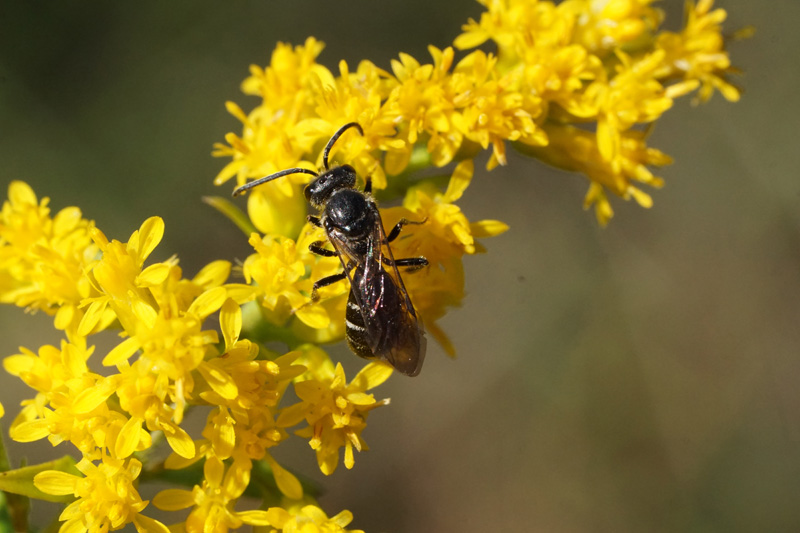 Late season male Lasioglossum bees on goldenrod.