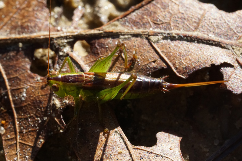 Late season female Conocephalus brevipennis.