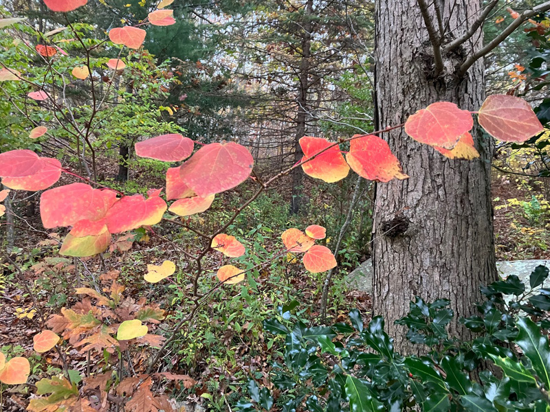 Disanthus cercidifolius: leafy, red sweetheart valentines.