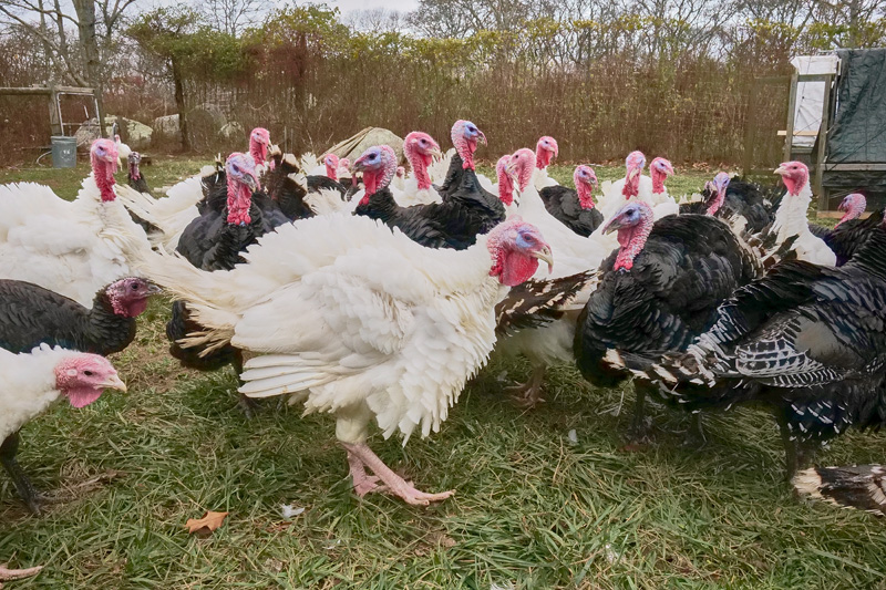 40 North Tabor Farm turkeys have been sold to residents for Thanksgiving.