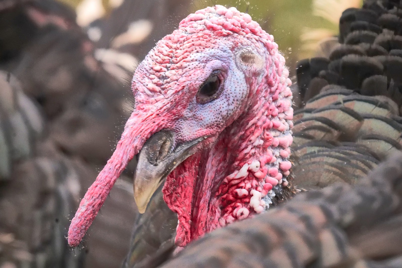 North Tabor Farm turkey.