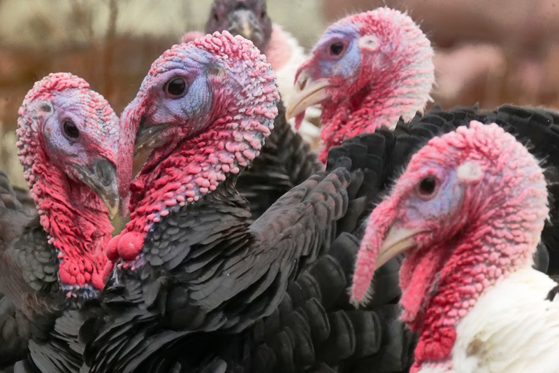 North Tabor Farm turkeys.