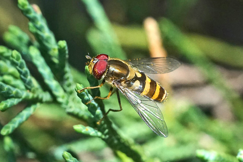 A hover fly perched on red cedar.