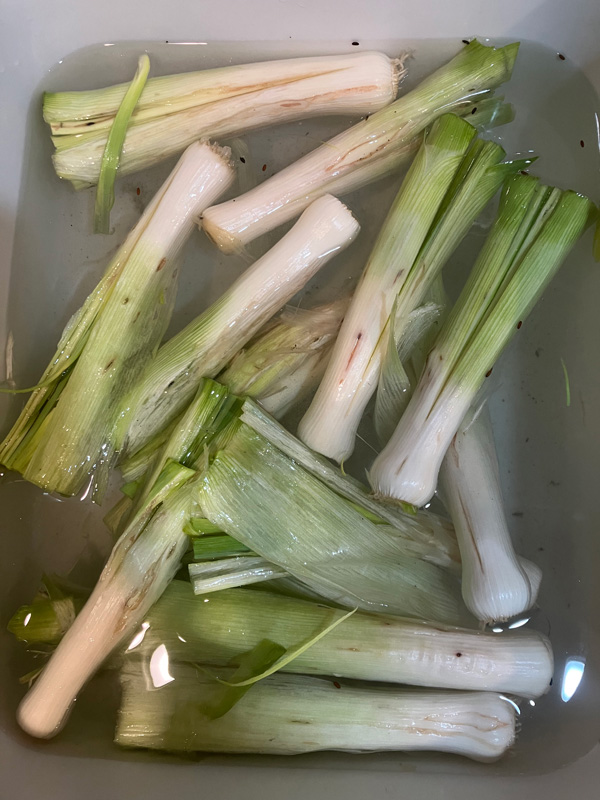 Allium leaf miner: leeks soaking in salted water showing ALM damage.