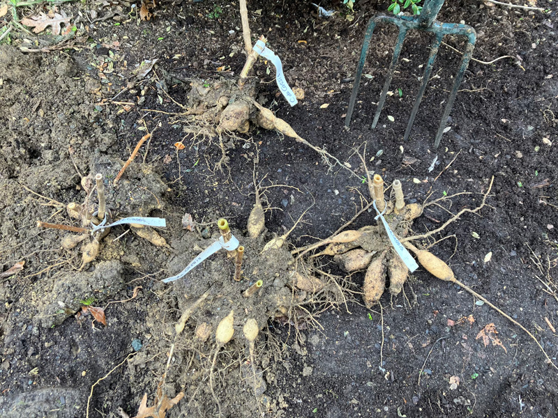 Dahlia tubers, dug and tagged.
