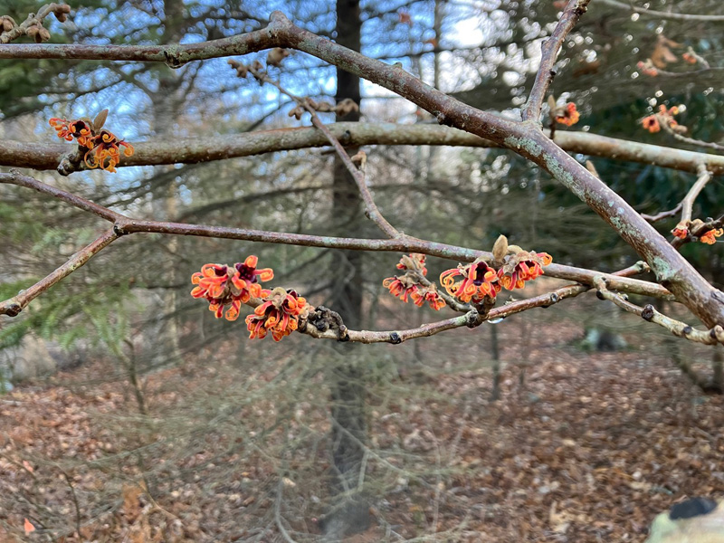 Early hybrid witch hazel.