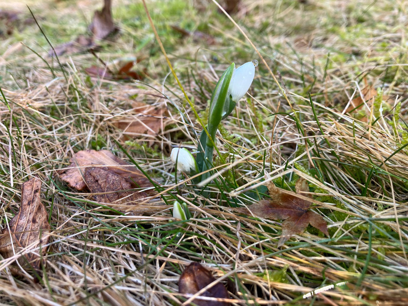 Early snowdrops break ground.