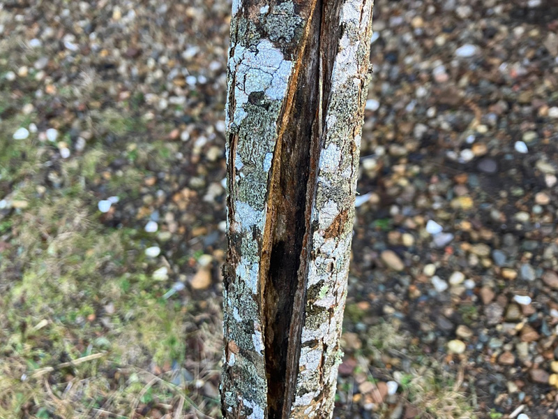Frost cracking.