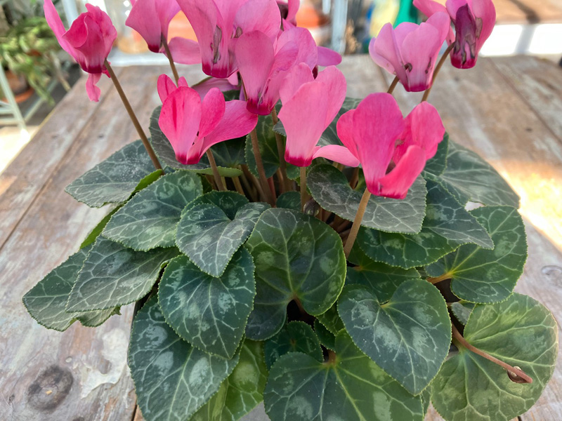 After watering, remove excess from houseplants’ saucers.