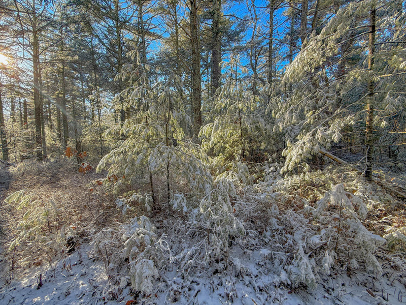 State_forest_03
