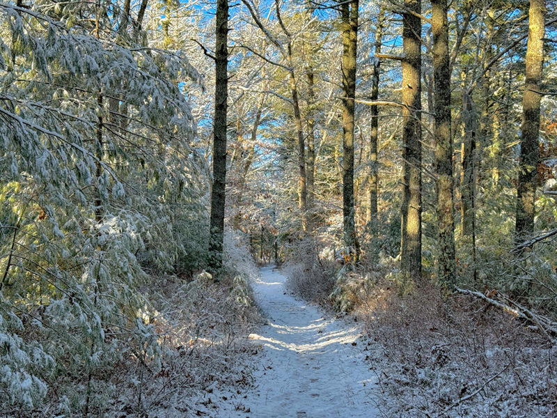 State_forest_07