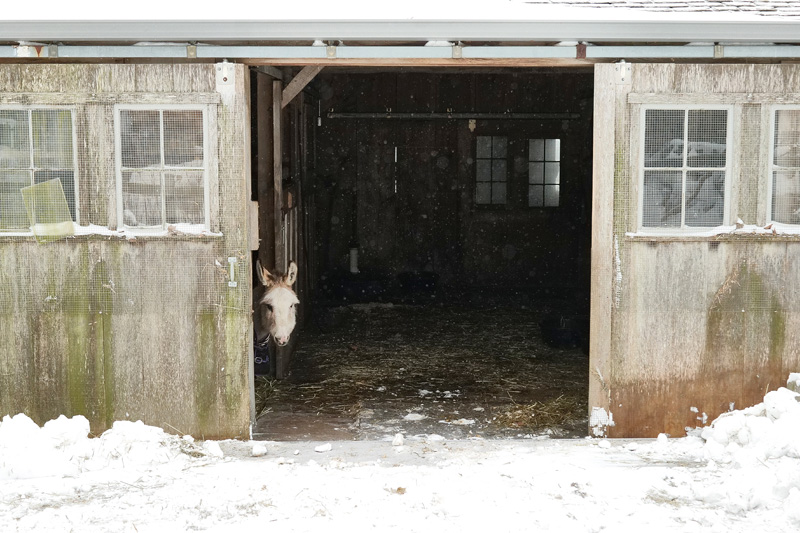 A hesitant donkey at Allen Farm checks outside after a snowstorm.