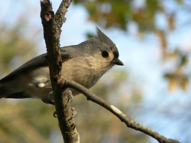 The Tufted titmouse has a tidy little crest on the head