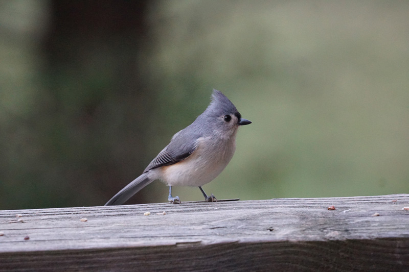 The Tufted titmouse has spread to all corners of the Vineyard
