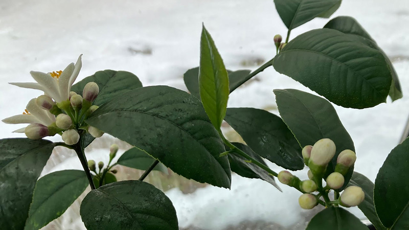 Heavily budded Meyer lemon..
