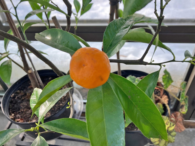 The satsumas were ripe by the end of January.