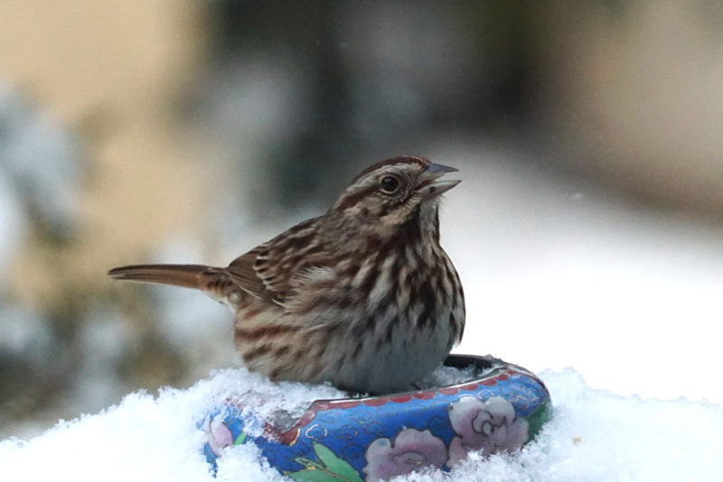 Sparrow: tougher than they look.