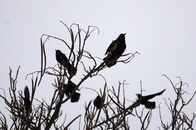 Risk-taking common grackles before the storm.