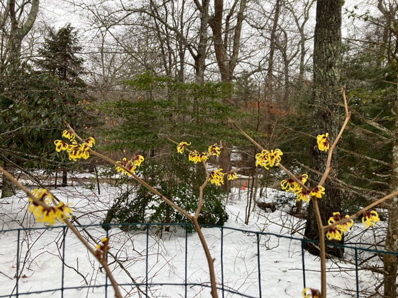 Hybrid witch hazel ‘Primavera.