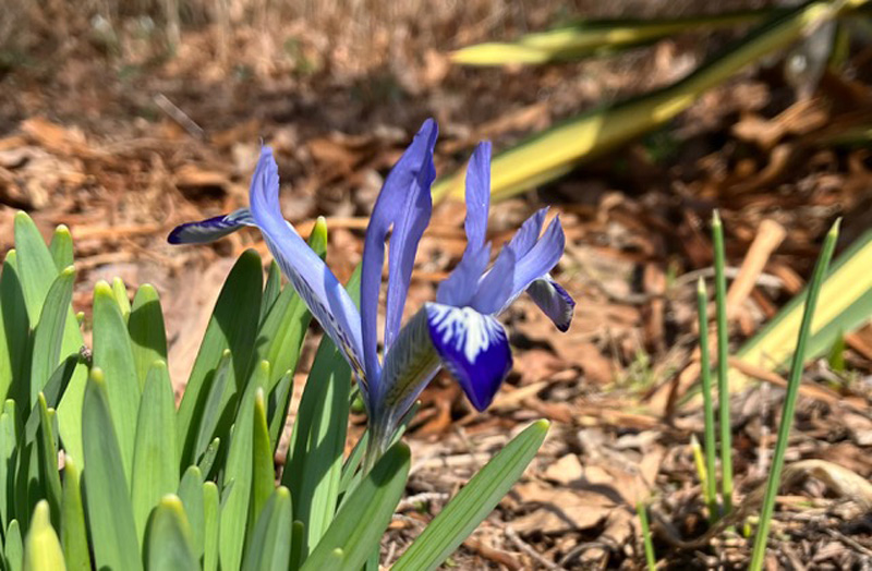 Rock garden iris ‘Harmony.’