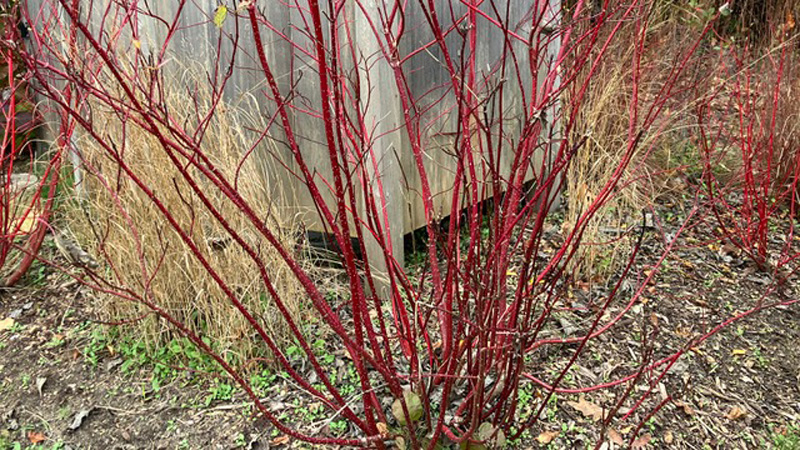 Prune red twig dogwoods.
