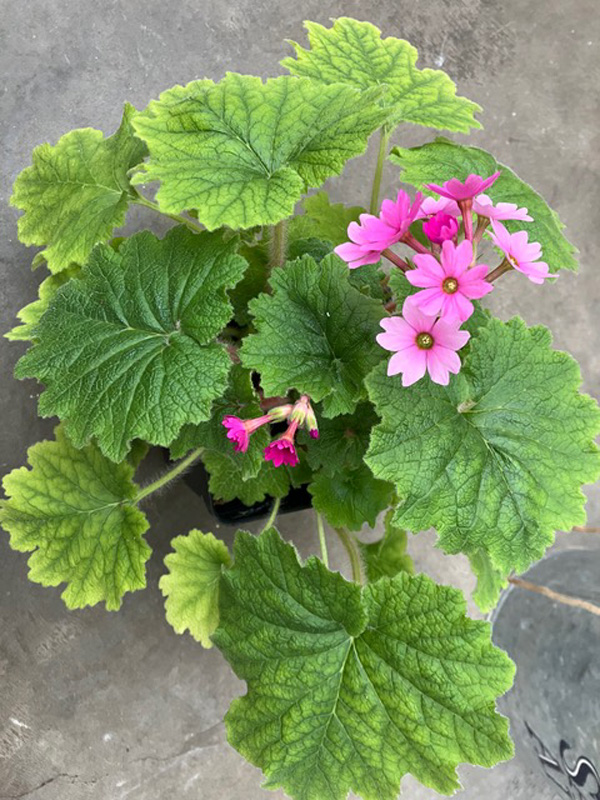 Primrose thought to be Primula kisoana.