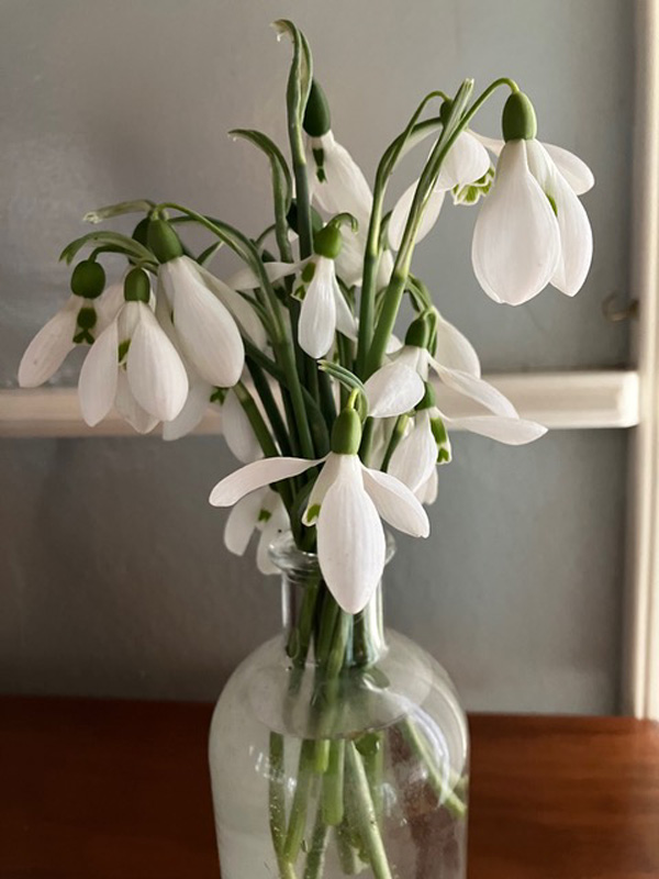 Early snowdrops.