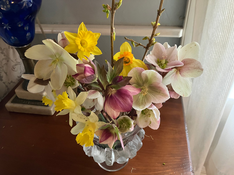 Pair hellebores with early spring bulbs and miniature narcissus.