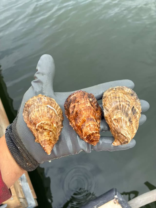 Image_20260331_070349_895