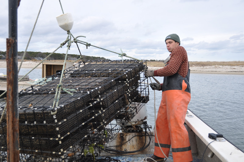 Liam Cosgrove pulls up oyster cage in January in Edgartown.