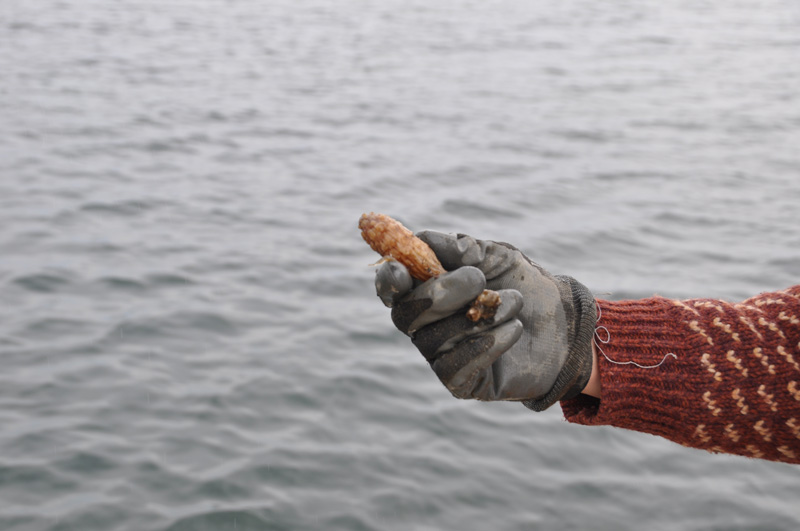 Cosgrove displays marine life that is supported by his farm.