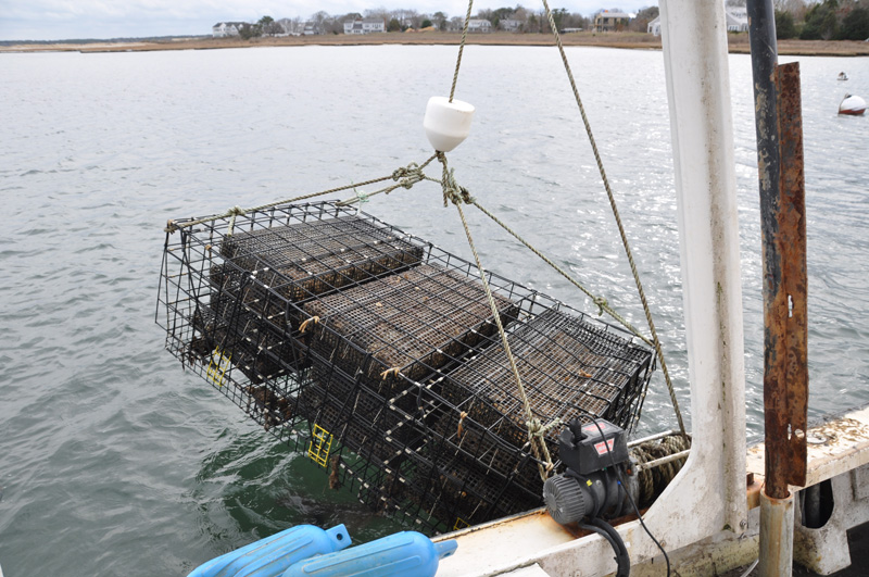 Cosgroves oyster cage emerges from the water.