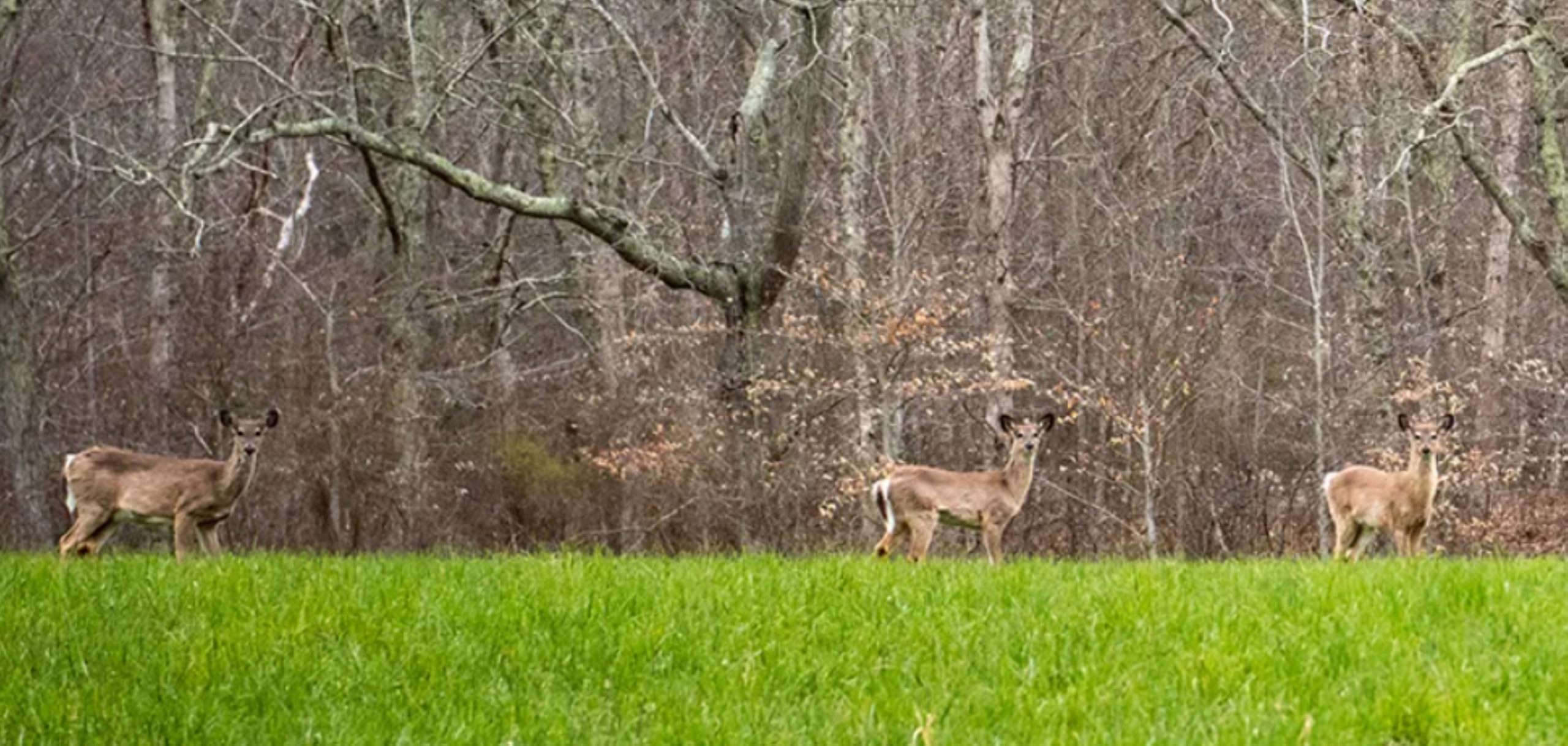 State deems hunter shooting to be accidental