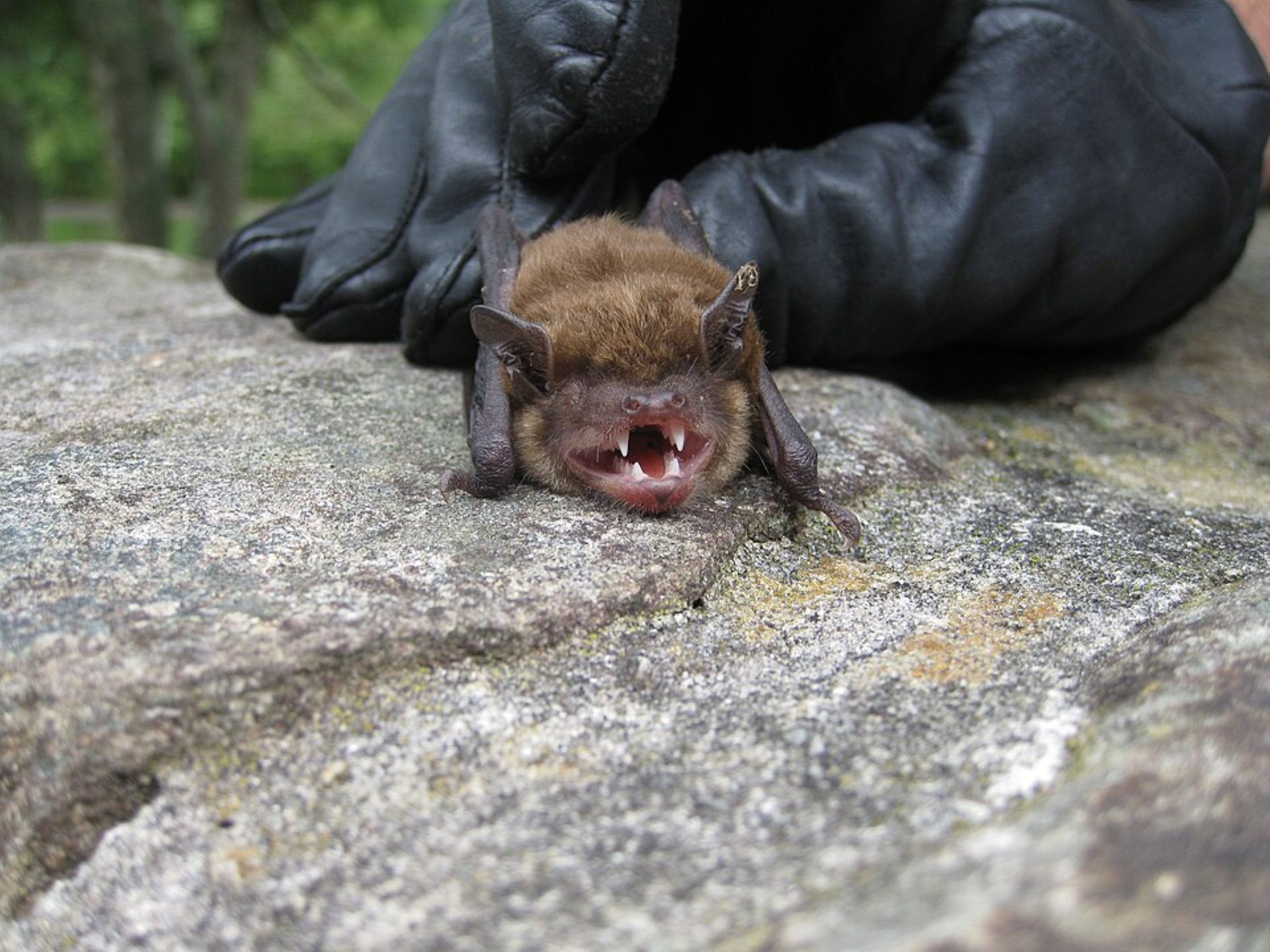 Bat with rabies is third-ever case on the Island  - MV Times