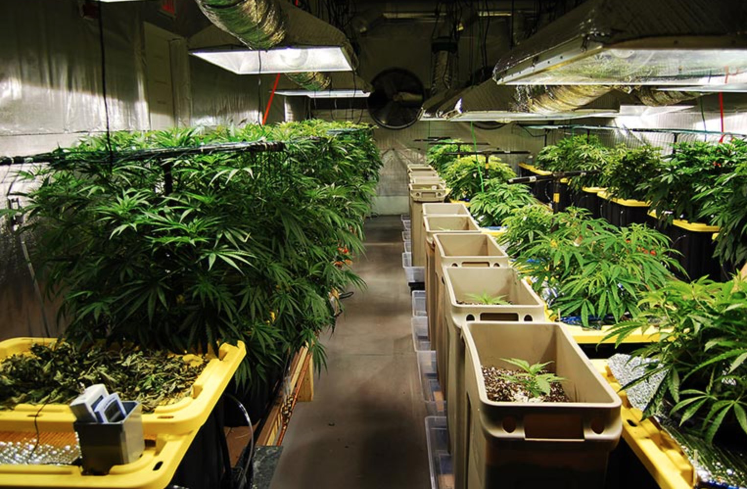 Marijuana business eyes Oak Bluffs zoning amid legal disputes